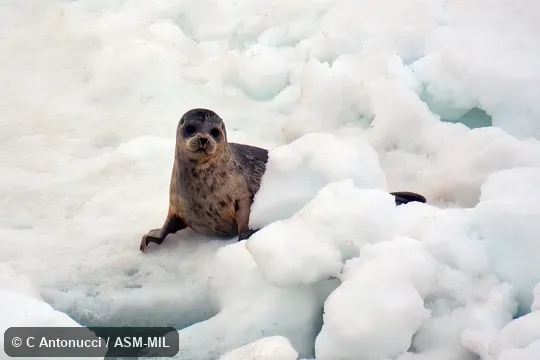 Also as Largha Seal.