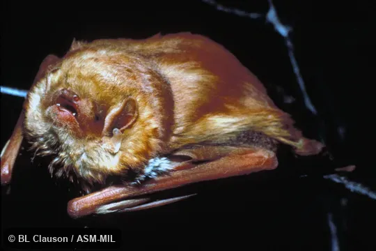 Close-up view of adult male.  Also as Red Bat.