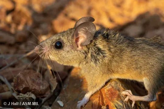 Also as Merriam's Mouse, Mesquite Mouse.