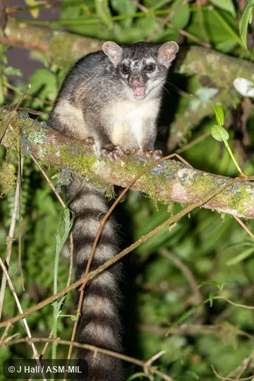 Individual of 1005886