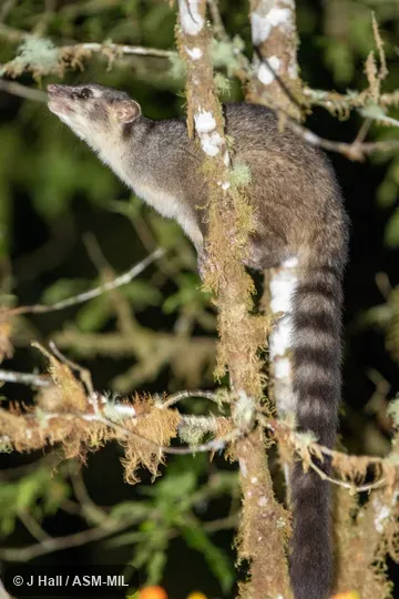 Individual of 1005886