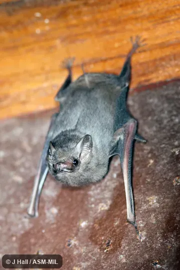 Individual of 1004778
