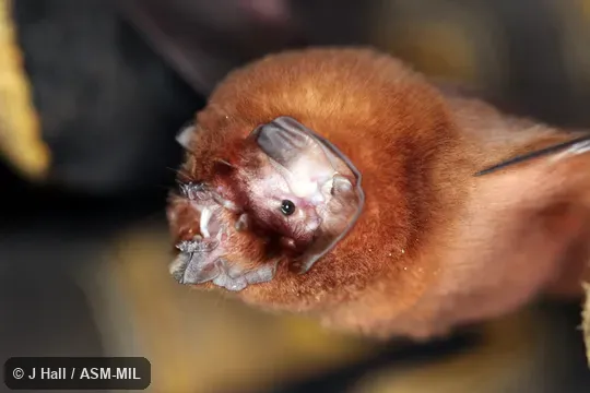 Also as Blainville's Ghost-faced Bat. Also as Blainville's Ghost-faced Bat.