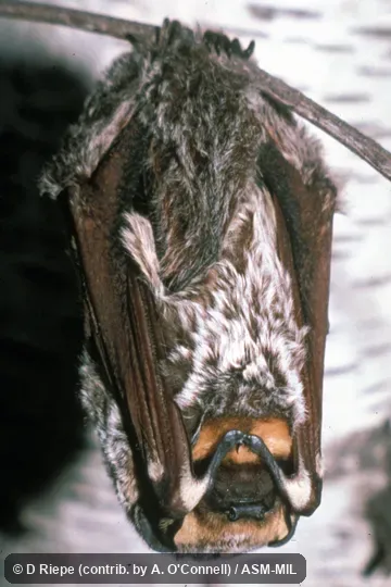 Bat hanging from branch.  Formerly Lasiurus (Lasiurus) cinereus cinereus, Hoary Bat.  Also as Aeorestes cinereus.