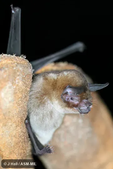 Pteronotus quadridens fuliginosus.