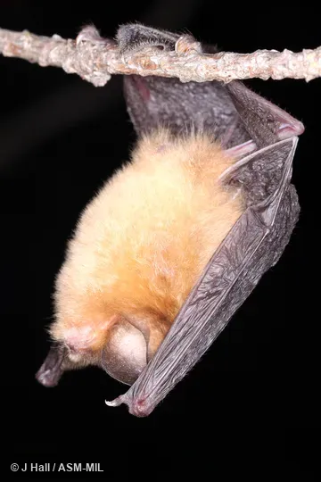 Individual of 1005271