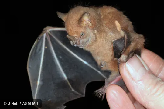 Phyllops falcatus haitiensis.  Also as Cuban White-shouldered Bat.