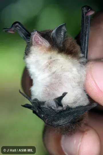 Individual of 1005097