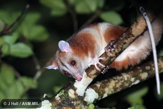 Also as Central American Woolly Opossum, Derby's Pale-eared Woolly Opossum.