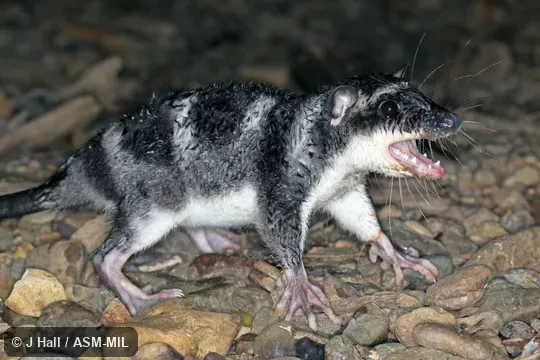 Individual of 1000017