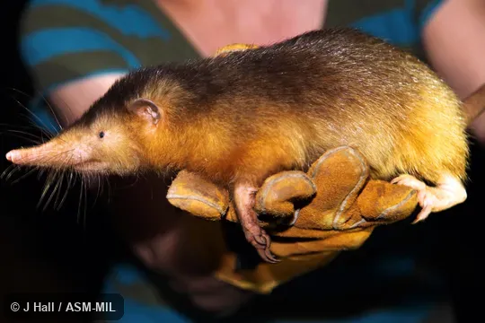 Formerly Soricomorpha.  Also as Haitian Solenodon.