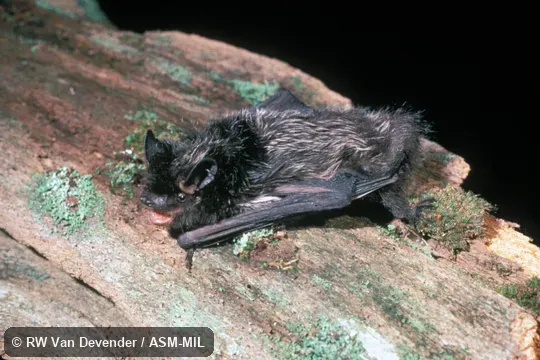 Side view of bat on log.  Also as Black Bat|Silver Bat|Silver-black Bat.
