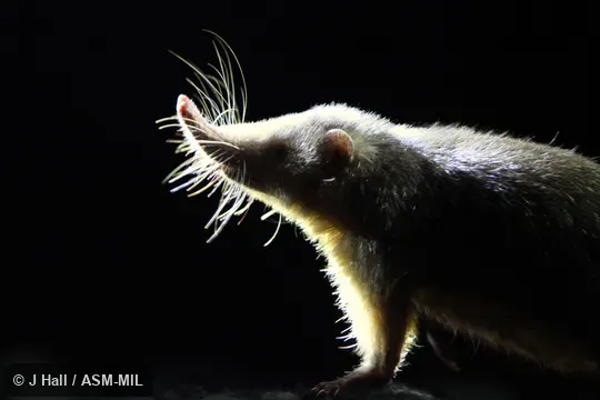 Formerly Soricomorpha.  Also as Haitian Solenodon.