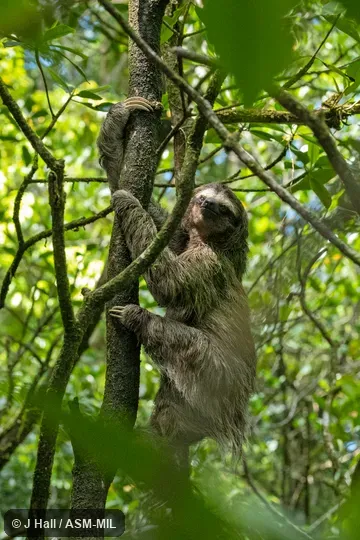 Individual of 1000429