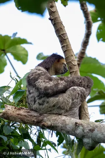 Also as Pale-throated Sloth.