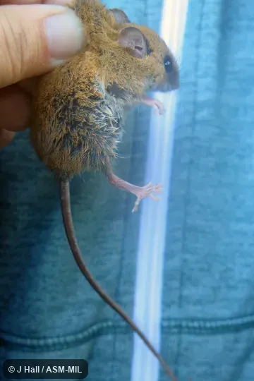 Formerly Reithrodontomys mexicanus garichensis.