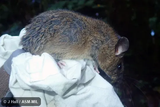 Formerly Sigmodontomys aphrastus.  Also as Long-tailed Montane Rat, Long-tailed Sigmodontomys, Harris's Rice Water Rat.
