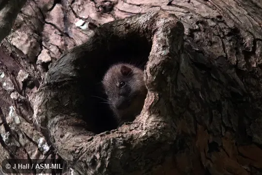 Also as Rufous Soft-furred Spiny-rat|Rufous Tree Rat.