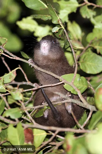 Plagiodontia aedium hylaeum.  Also as Cuvier's Hutia.