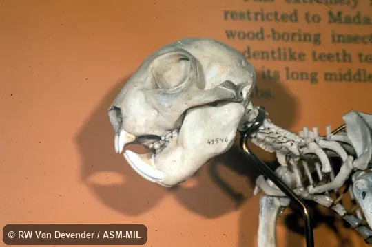 Side view of skull