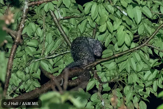 Formerly part of Coendou quichua, Quichua Porcupine.  Also as Andean Porcupine.