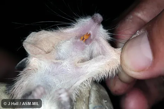 Heteromys salvini vulcani.  Formerly Liomys salvini.