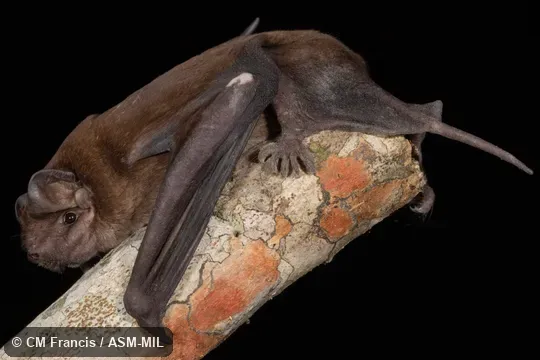 Formerly part of Molossus sinaloae.  Also as Alvarez's Free-tailed Bat.  Identified by Nancy Simmons or Beth Clare.