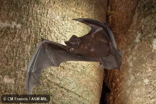 Formerly part of Molossus sinaloae.  Also as Alvarez's Free-tailed Bat.  Identified by Nancy Simmons or Beth Clare.