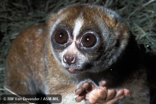 Close-up view of face and hand. Also as Greater Slow Loris|Sumatran Slow Loris|Malaysian Slow Loris.