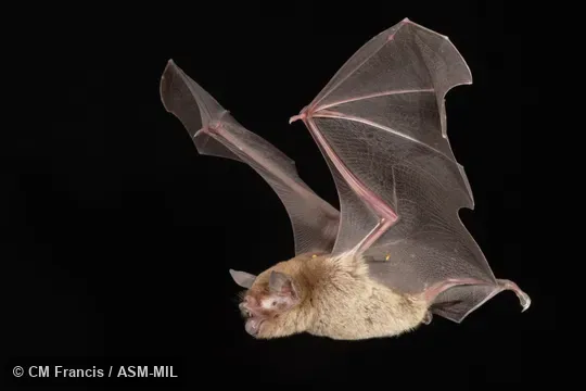 Formerly Pteronotus parnellii mesoamericanus, Common Mustached Bat.  Also as Mesoamerican Mustached Bat, Smith’s Common Mustached Bat.