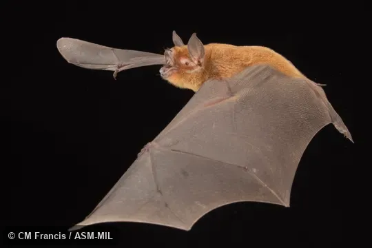 Formerly Pteronotus parnellii mesoamericanus, Common Mustached Bat.  Also as Mesoamerican Mustached Bat, Smith’s Common Mustached Bat.