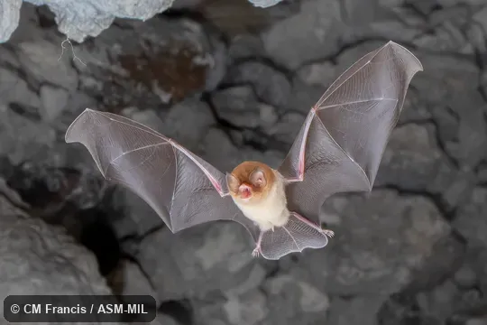 Formerly Natalus stramineus mexicanus.  Also as Mexican Greater Funnel-eared Bat.  Identified by Nancy Simmons or Beth Clare.