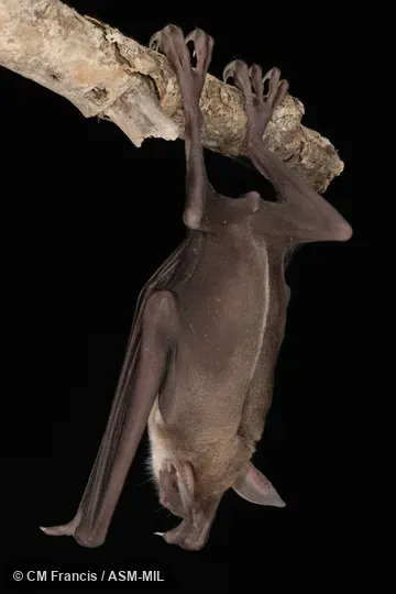 Noctilio leporinus mastivus.  Also as Fisherman Bat.  Identified by Nancy Simmons or Beth Clare.