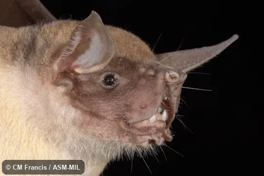 Noctilio leporinus mastivus.  Also as Fisherman Bat.  Identified by Nancy Simmons or Beth Clare.