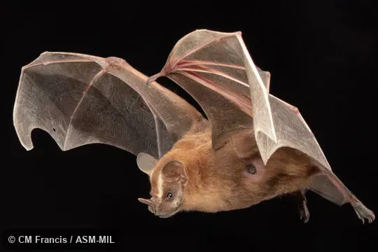 Formerly Artibeus lituratus intermedius, Great Fruit-eating Bat.  Identified by Nancy Simmons or Beth Clare.