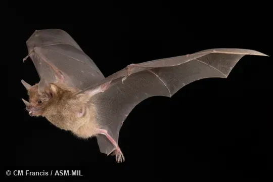 Identified by Nancy Simmons or Beth Clare.  Also as Common Short-tailed Bat.