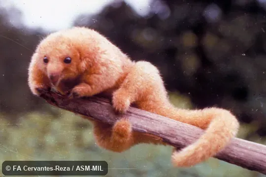 View of adult female with tail curled around branch.  Formerly Cyclopes didactylus.