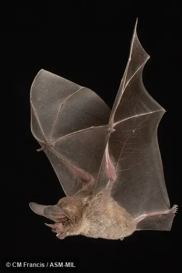 Formerly Lophostoma evotis.  Identified by Nancy Simmons or Beth Clare.