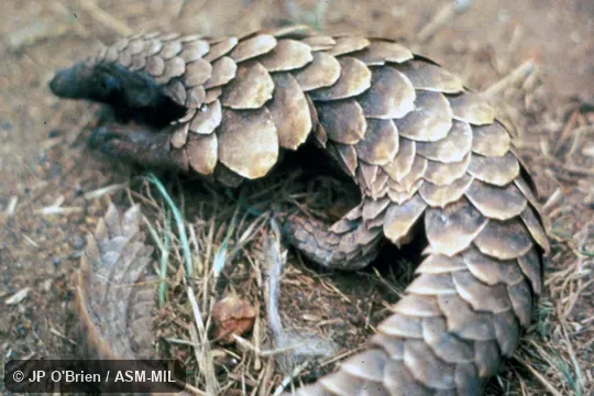 Dorsal view.  Formerly as Manis tetradactyla.  Also as Long-tailed Pangolin.