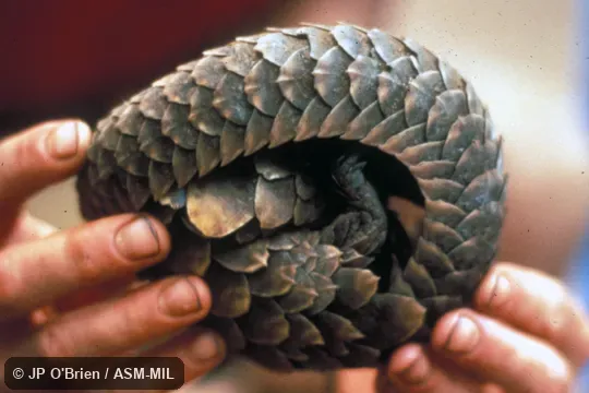 Hand-held, animal coiled up.  Formerly as Manis tetradactyla.  Also as Long-tailed Pangolin.