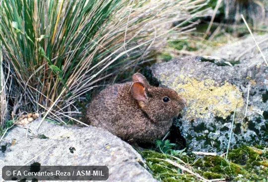 Side view of adult male