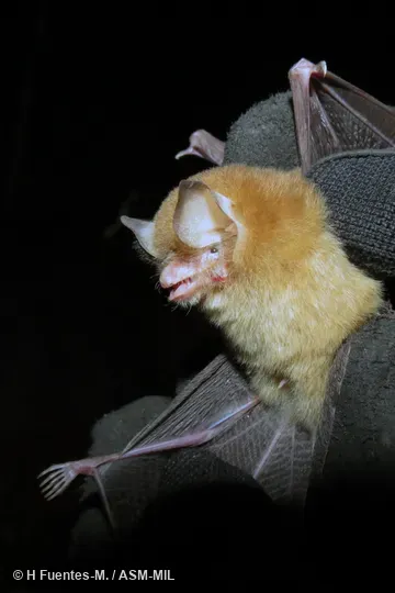 Formerly Natalus stramineus mexicanus.  Also as Mexican Greater Funnel-eared Bat.