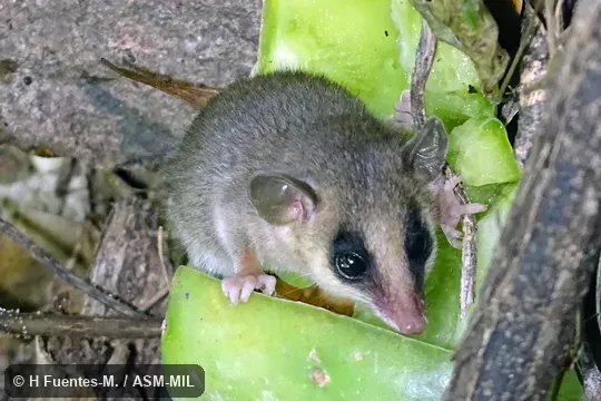 Formerly Tlacuatzin canescens canescens, Gray Mouse Opossum.