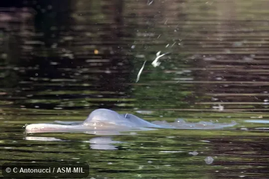 Formerly Inia geoffrensis boliviensis, Amazon River Dolphin.  Also as Bolivian Bufeo|Bolivian Boto.