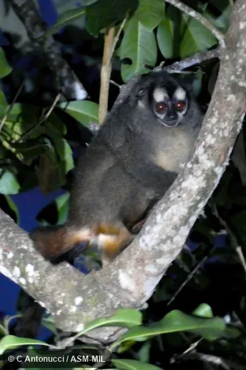 Formerly Aotus lemurinus griseimembra, Gray-bellied Night Monkey.  Also as Gray-handed Night Monkey|Yellow-bellied Night Monkey|Yellow-bellied Owl Monkey.  Formerly in Cebidae.