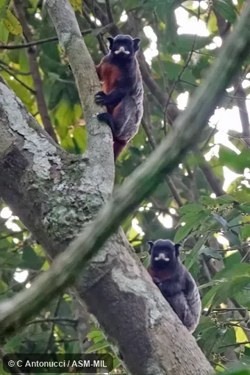 Also as Geoffroy's Red-bellied Tamarin|Red-chested Mustached Tamarin|White-lipped Tamarin|Gray's Red-bellied Tamarin|Thomas's Mustached Tamarin|Thomas's Red-bellied Tamarin.
