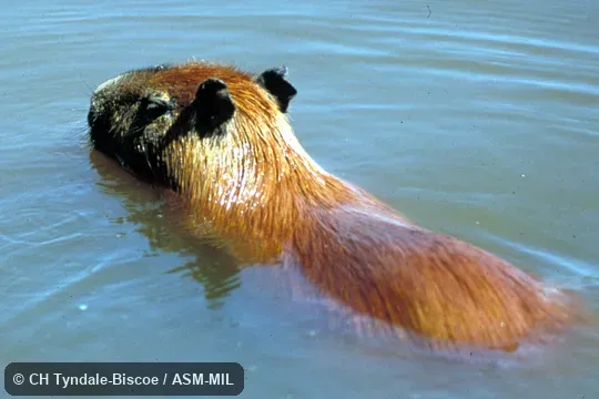 Swimming