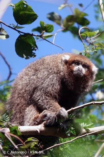 Formerly Callicebus donacophilus.  Also as Bolivian Gray Titi, Bolivian Titi, Bolivian Titi Monkey, d'Orbigny's Titi, Reed Titi.