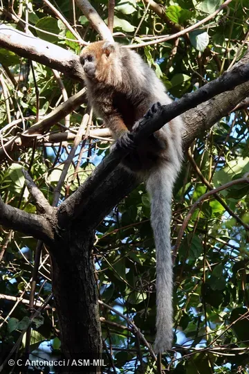 Formerly Callicebus donacophilus.  Also as Bolivian Gray Titi, Bolivian Titi, Bolivian Titi Monkey, d'Orbigny's Titi, Reed Titi.