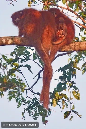 Formerly Callicebus modestus.  Also as Beni Titi Monkey|Bolivian Titi|Modest Titi|Rio Beni Titi.